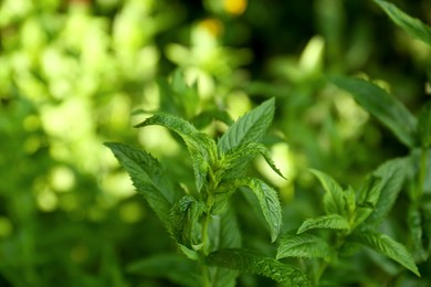 Beautiful mint with lush green leaves growing outdoors, closeup