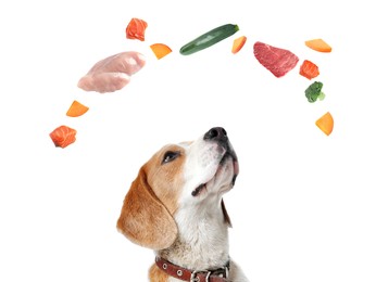 Cute dog surrounded by fresh products rich in vitamins on white background. Healthy diet for pet