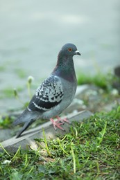 Beautiful grey dove on rock outdoors, closeup