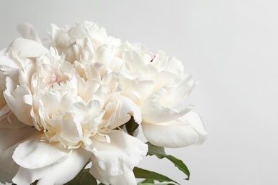 Beautiful blooming peony flower on white background, closeup