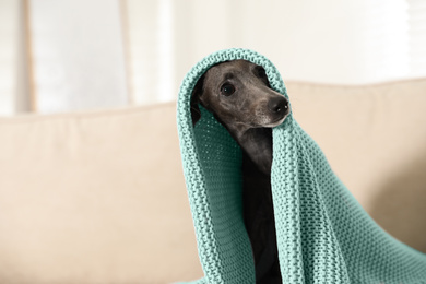 Italian Greyhound dog covered with plaid on sofa at home