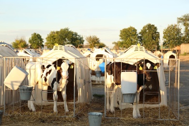 Photo of Pretty little calves near their hutches on farm. Animal husbandry