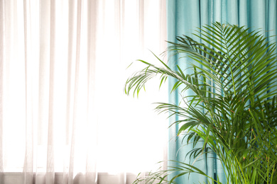 Beautiful plant near window with elegant curtains in room