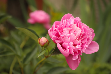 Beautiful blooming pink peony outdoors, closeup view
