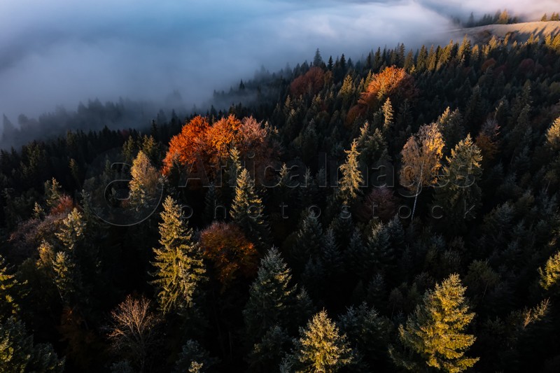 Aerial view of trees covered with hoarfrost in morning. Misty autumn forest. Drone photography