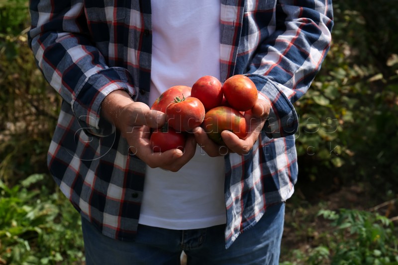 Man with red ripe tomatoes in garden, closeup