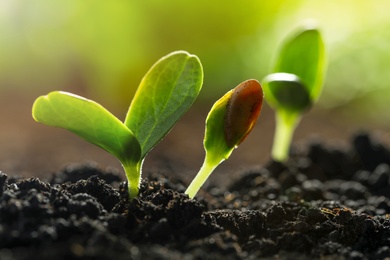 Young vegetable seedlings growing in soil outdoors, closeup