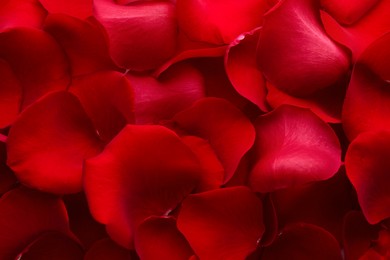 Photo of Red rose petals as background, closeup view