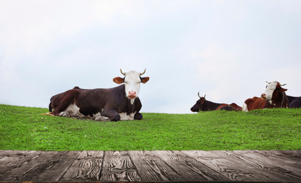 Image of Empty wooden table and cows resting in field on background. Animal husbandry concept 