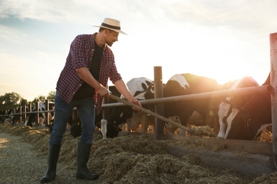 Worker feeding cows with hay on farm. Animal husbandry