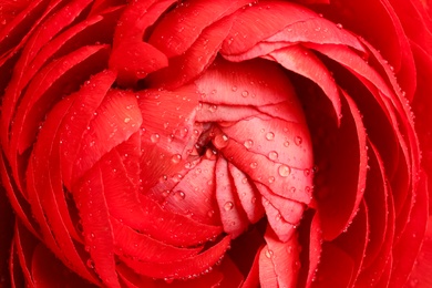 Closeup view of beautiful ranunculus flower with water drops