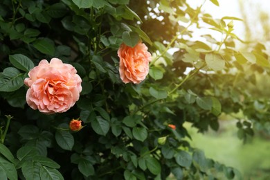 Closeup view of beautiful blooming rose bush outdoors