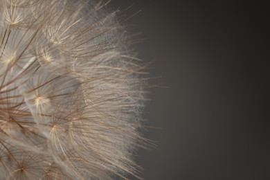 Photo of Beautiful fluffy dandelion flower on grey background, closeup. Space for text
