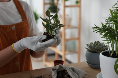Photo of Woman transplanting beautiful houseplant at table indoors, closeup
