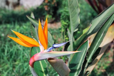 Beautiful blooming bird of paradise flower outdoors. Tropical plant