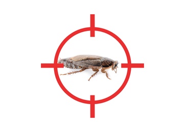 Cockroach with red target symbol on white background. Pest control