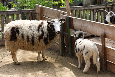 Cute lamb with mother at zoo on sunny day. Baby animals