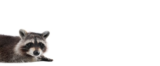 Image of Cute raccoon on white background, space for text. Banner design