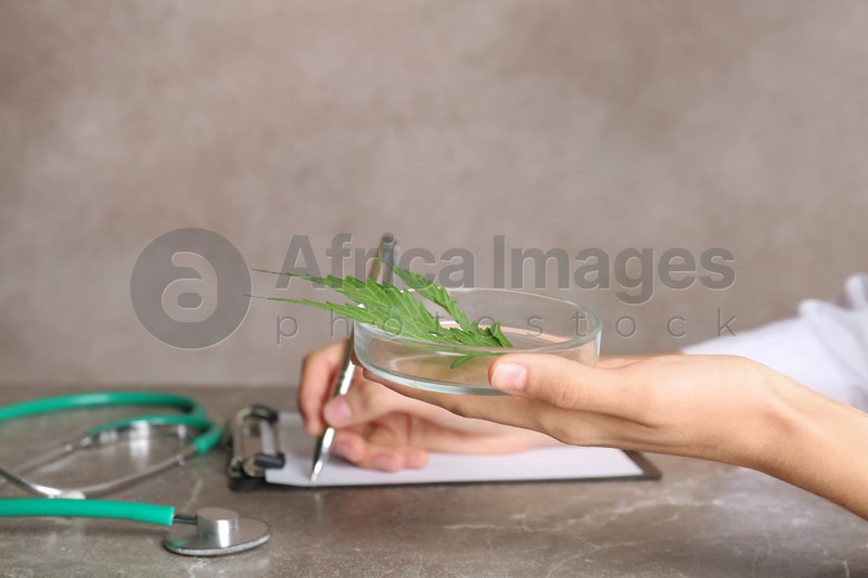 Doctor holding petri dish with hemp leaf at table, closeup