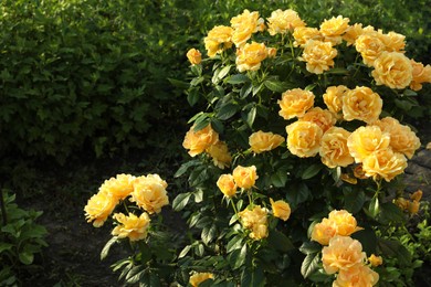 Beautiful blooming yellow roses on bush outdoors. Space for text