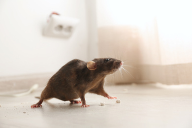 Brown rat on floor indoors. Pest control