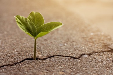 Photo of Green seedling growing out of crack in asphalt, space for text. Hope concept