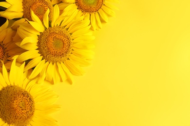 Beautiful bright sunflowers on yellow background, flat lay. Space for text