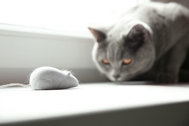 Beautiful grey British Shorthair cat playing with toy on window sill indoors, closeup