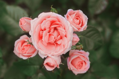 Photo of Beautiful pink rose flowers blooming outdoors, closeup