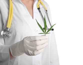 Doctor holding fresh hemp leaf on white background, closeup