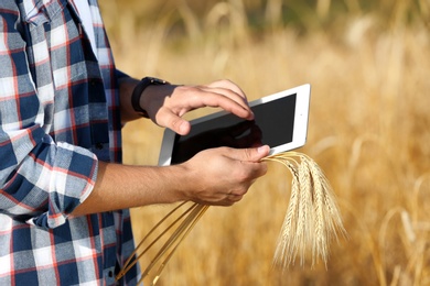 Agronomist with tablet in wheat field. Cereal grain crop
