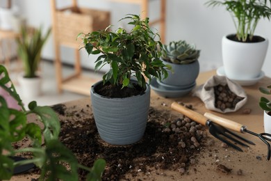 Photo of Beautiful houseplant, soil and gardening tools on wooden table indoors