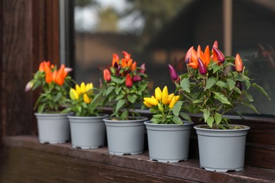 Capsicum Annuum plants. Many potted rainbow multicolor and yellow chili peppers near window outdoors