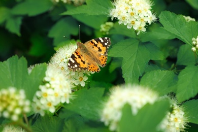 Photo of Bright butterfly on tropical plant with beautiful flowers and leaves