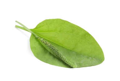 Green broadleaf plantain leaf and seeds on white background