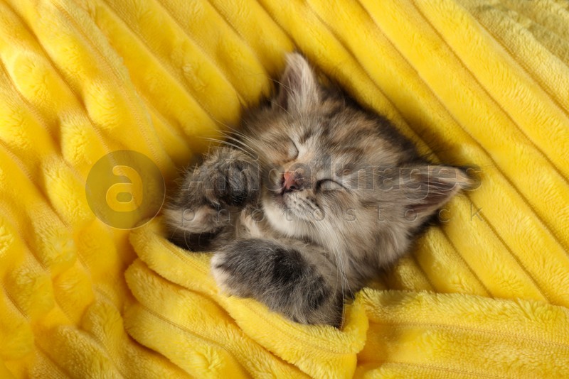 Cute kitten sleeping in soft yellow blanket, top view