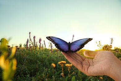 Woman holding beautiful morpho butterfly sunlit in field, closeup