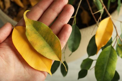 Woman with fallen yellow leaves near houseplant, closeup. Space for text