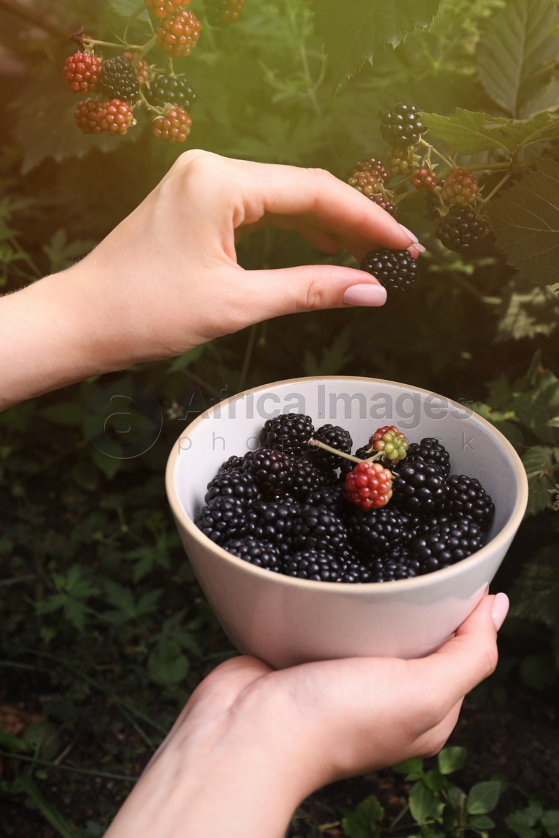Photo of Woman gathering ripe blackberries into bowl in garden, closeup