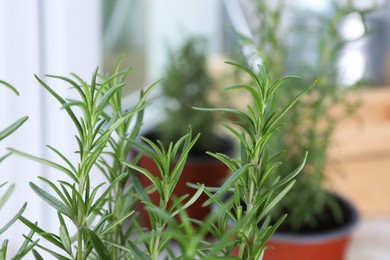 Photo of Beautiful green potted rosemary indoors, closeup view