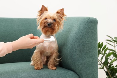 Woman brushing dog's teeth on couch, closeup