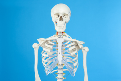 Artificial human skeleton model on blue background