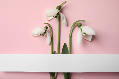 Fresh spring snowdrop flowers and blank card on pink background, flat lay. Space for text