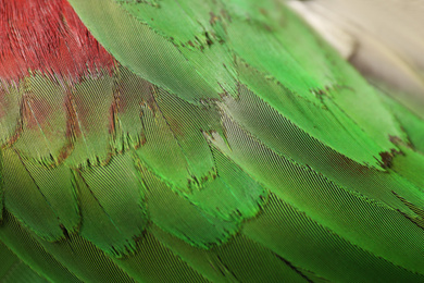 Beautiful Alexandrine parakeet on blurred background, closeup