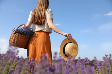 Young woman with straw hat and wicker basket full of lavender flowers in field, closeup