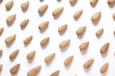 Many pinecones on white background, flat lay