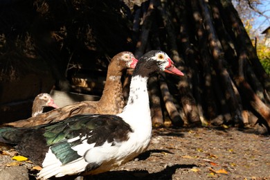 Photo of Beautiful Muscovy ducks in farmyard on sunny day. Rural life