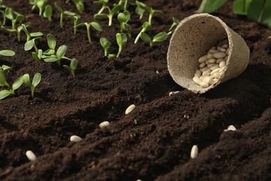 Peat pot with white beans on fertile soil. Vegetable seeds