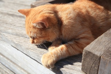 Photo of Lonely stray cat outdoors on sunny day . Homeless animal