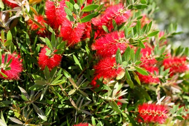 Beautiful blooming crimson bottlebrush outdoors on sunny day. Tropical plant